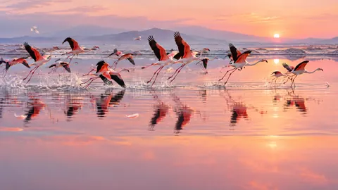 Flamingos Taking Flight at Sunrise