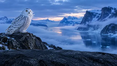 Snowy Owl Above Arctic Fjord