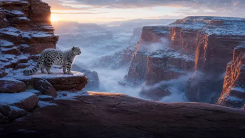 Snow Leopard Above Canyon