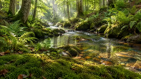 Beech Forest Creek
