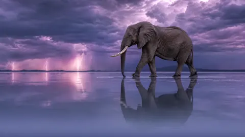 Elephant on Salt Flat