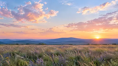 Lavender Meadow Sunrise
