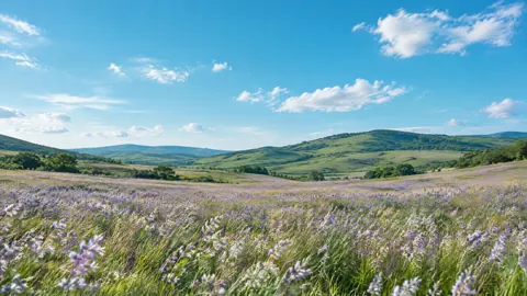 Lavender Wildflower Field Hills