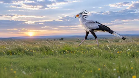 Secretary Bird in Wildflower Prairie