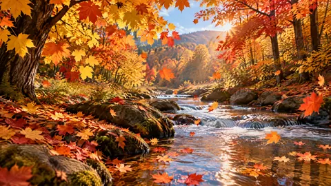 Autumn Maple Forest Stream