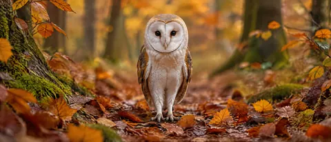 Barn Owl on Autumn Path