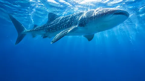Whale Shark Under Sunlit Surface