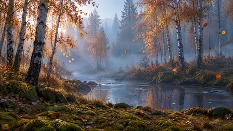 Birch Creek in Autumn Fog