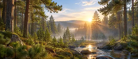 Pine Forest Sunrise Stream