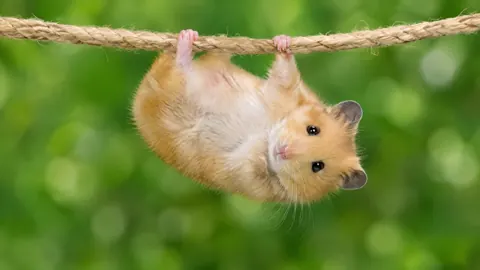 Upside-Down Golden Hamster