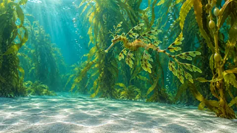 Leafy Seadragon in Kelp