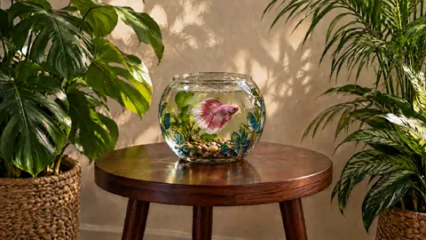 Pink Betta in Glass Bowl