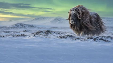 Musk Ox on Arctic Tundra
