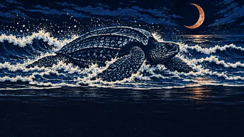 Leatherback Turtle Under Crescent Moon