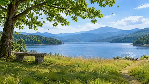 Maple Tree by Mountain Reservoir