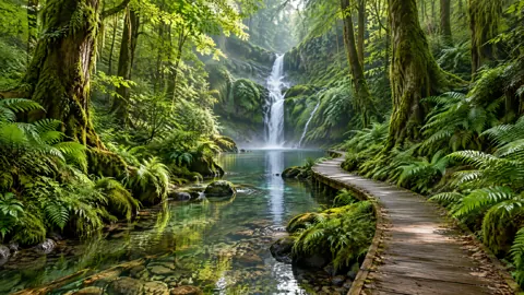 Forest Boardwalk to Waterfall