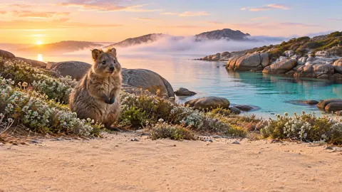 Quokka by Turquoise Inlet