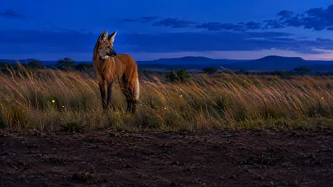 Maned Wolf in Brazilian Grassland