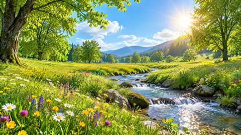 Mountain Meadow Stream