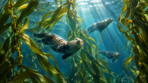 Sea Otters in Kelp Forest