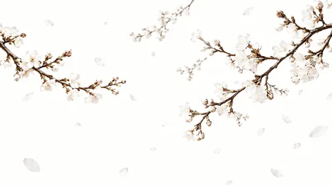 White Cherry Blossoms on Branches