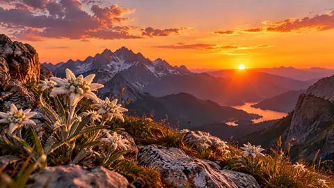 Edelweiss Above Alpine Lake