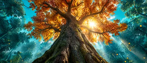 Ancient Tree in Autumn
