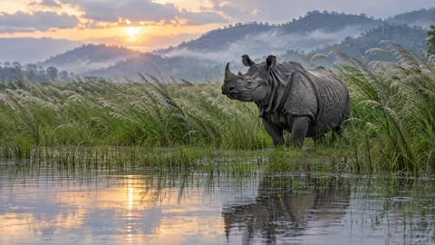 One-Horned Rhinoceros in Monsoon Rain