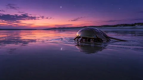 Horseshoe Crab on Tidal Flat
