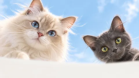 Cream Cat and Charcoal Kitten
