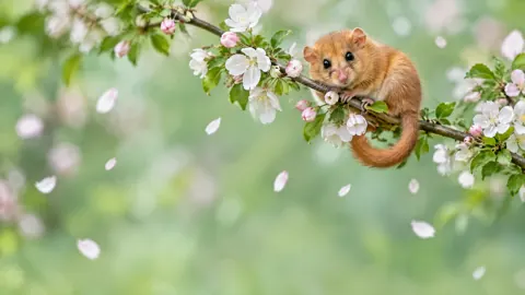 Dormouse on Blossom Branch