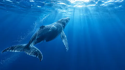 Humpback Whale Beneath Sunlit Surface