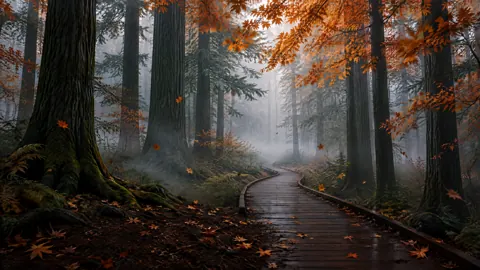 Misty Cedar Boardwalk in Autumn