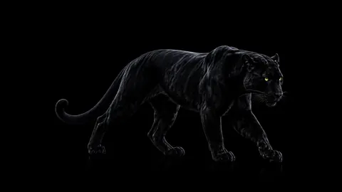 Black Panther Golden Eyes