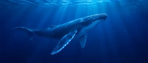 Humpback Whale Under Sunbeams