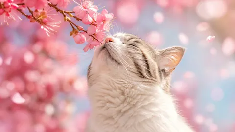 Cat Smelling Cherry Blossoms