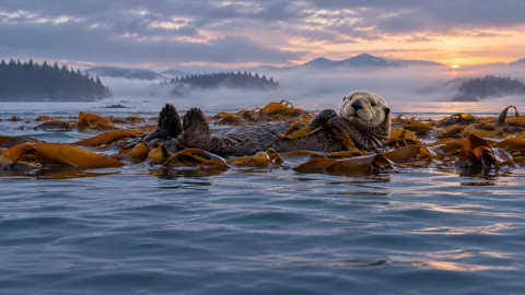 Sea Otter in Kelp