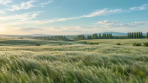 Silver Green Grasslands Morning