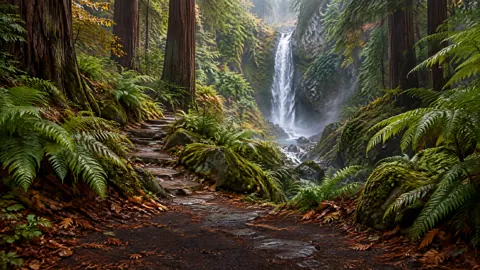 Redwood Ravine Waterfall Path