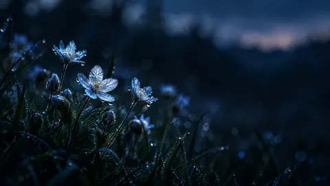 Silver Blue Wildflowers at Twilight