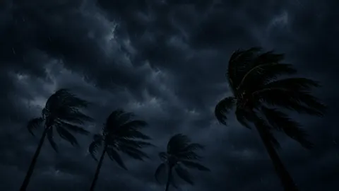 Palm Trees in Storm Rain