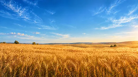 Golden Wheat Field Sky