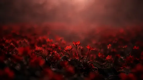 Glowing Red Flower Field