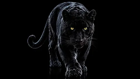 Black Panther Silver Rim Lighting