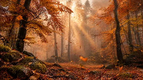Autumn Forest in Gray Mist