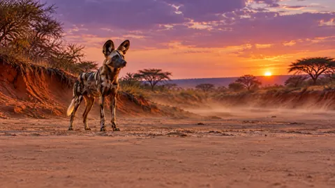 African Wild Dog at Sunset