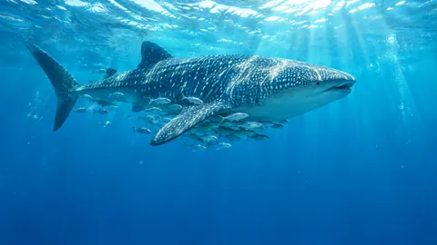 Whale Shark With Silver Fish
