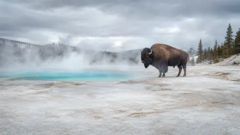 Bison by Turquoise Hot Spring