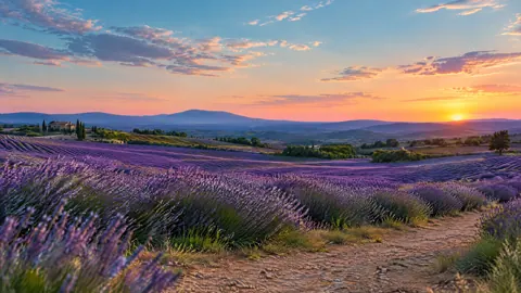 Lavender Fields at Sunset